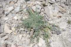 Astragalus ladakensis